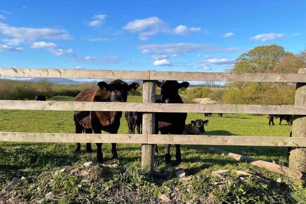 Galloway Farmstay Broughton Newton Stewart Exteriör bild